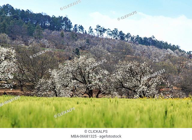 Pear Trees in full bloom near the village on Heqing, Yunnan in China