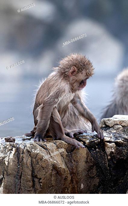 Japanese macaque or snow japanese monkey, baby, in onsen (Macaca fuscata), Japan