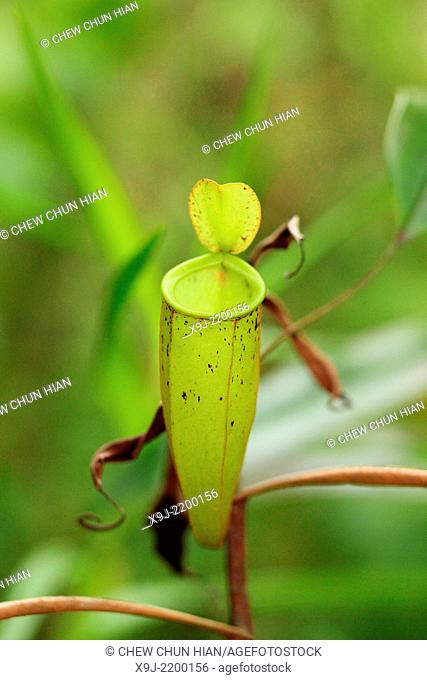 Pitcher Plant, Nepenthes Ampullaria, Borneo