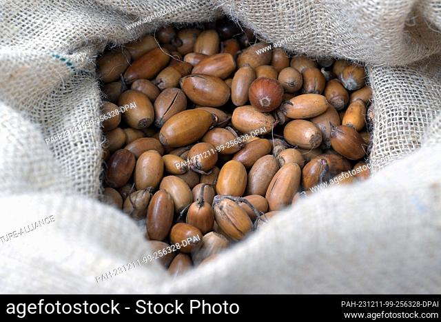 11 December 2023, Brandenburg, Potsdam: Seed acorns lie in a jute sack in a mixed forest in Potsdam Neu Fahrland. The forest area is used for the seed...