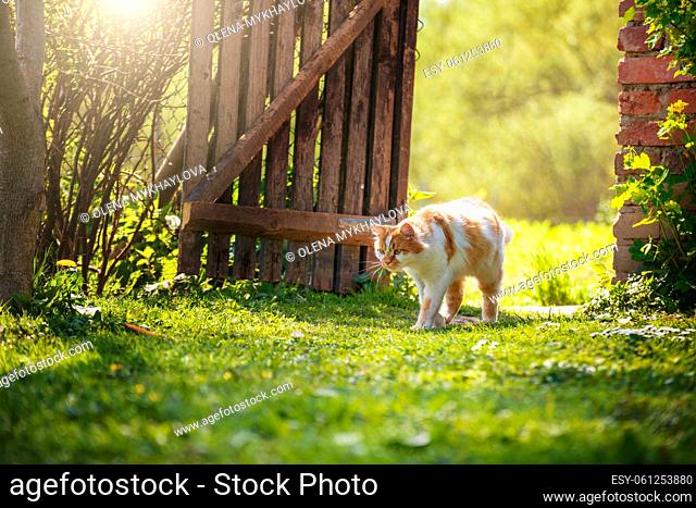 Walking at backyard grass red domestic cat