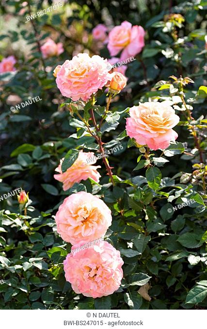 ornamental rose Rosa 'Augusta Luise', Rosa Augusta Luise, cultivar Augusta Luise