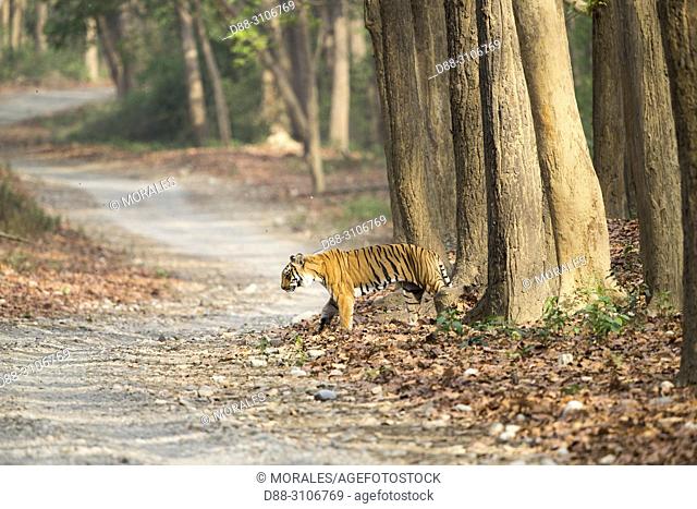 Asia, India, Uttarakhand, Jim Corbett National Park, Dhikala, Bengal Tiger ( Panthera tigris tigris) crossing a forest walkway of sal or sâla (Shorea robusta)