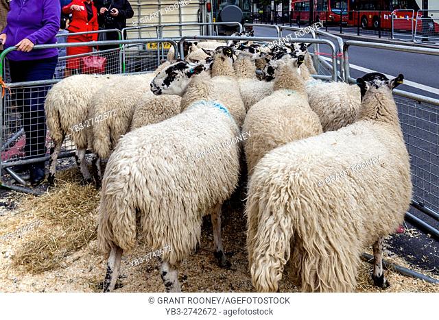 Sheep Are Kept In A Pen Before Taking Part In The Worshipful Company Of Woolmen's Annual Sheep Drive Across London Bridge, London, UK