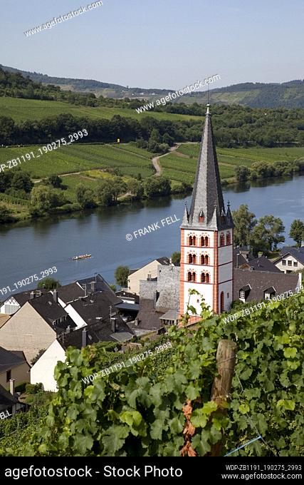 Germany; Rhineland-Palatinate; Mosel Valley; View of Zell-Merl Village & Church from Vinyard