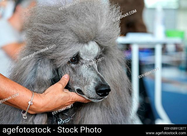 Large grey poodle getting groomed at dog contest, owner holding its mouth