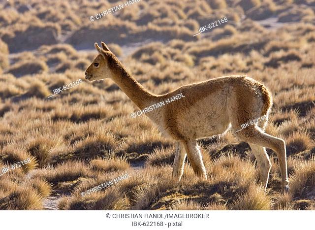 Vicuña (Vicugna vicugna), El Tatio Geyser Field, Región de Antofagasta, Chile, South America