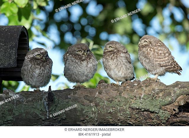Young little owls (Athene noctua), Emsland, Lower Saxony, Germany