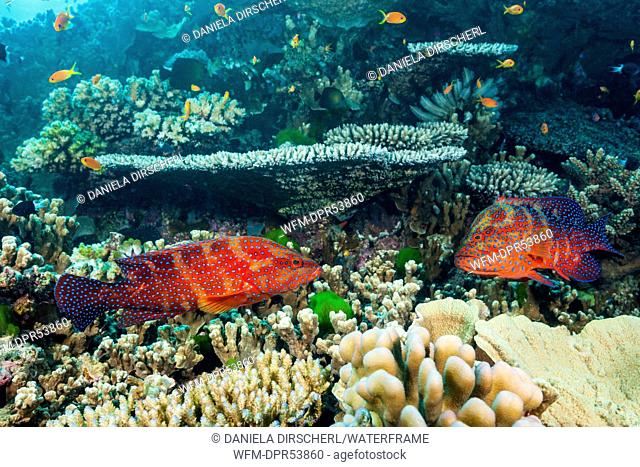 Coral Grouper in Coral Reef, Cephalopholis miniata, Osprey Reef, Coral Sea, Australia
