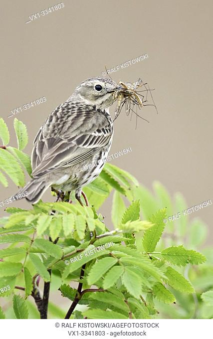 Meadow Pipit ( Anthus pratensis ) perched on top of branch of a bush, with prey in its beak to feed chicks, wildlife, Europe