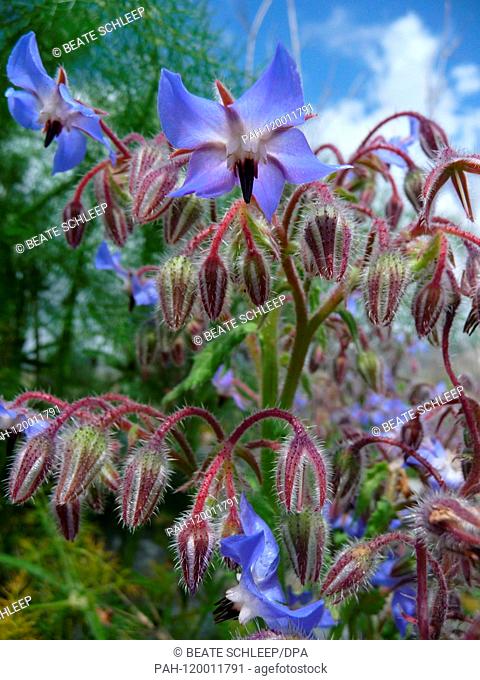 Blooming Borago officinalis in Sicily, Italy, 11 April 2019. Photo: Beate Schleep | usage worldwide. - ---/Sizilien/Italy
