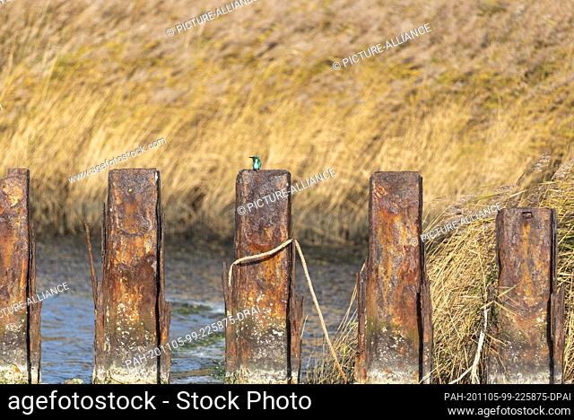 23 October 2020, Mecklenburg-Western Pomerania, Prerow: A kingfisher sits on a rusty metal pole at the Prerow emergency port