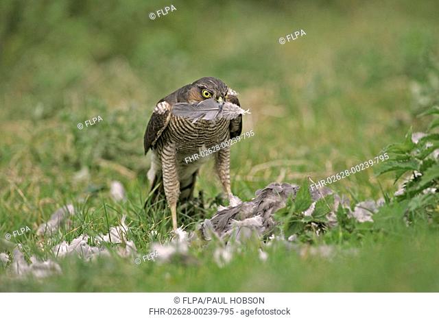 Eurasian Sparrowhawk Accipiter nisus female plucking Wood Pigeon prey, grassy field, Avon, England