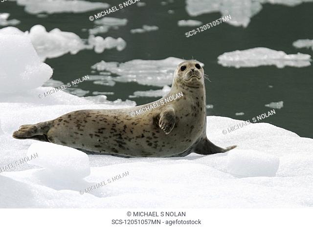 Adult harbor seal Phoca vitulina mother hauled out on ice calved from the Sawyer Glaciers in Tracy arm, Southeast Alaska, USA Pacific Ocean