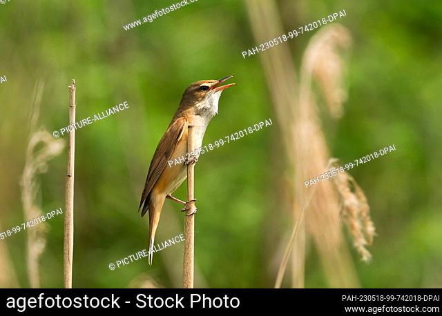 15 May 2023, Brandenburg, Trebbin: 15.05.2023, Trebbin. A great reed warbler(Acrocephalus arundinaceus) clings to a reed on the shore of Blankensee in...