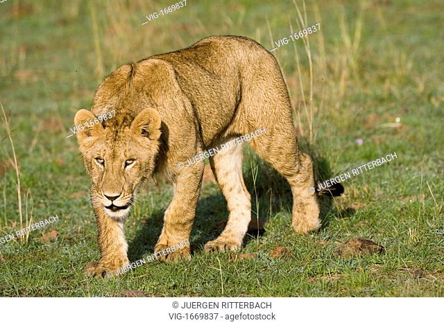 young lion (Panthera leo), Masai Mara, KENYA, Africa - MASAI MARA, KENYA, 24/09/2008
