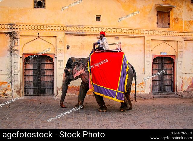 Decorated elephant walking on the cobblestone street near Amber Fort, Rajasthan, India. Elephant rides are popular tourist attraction in Amber Fort