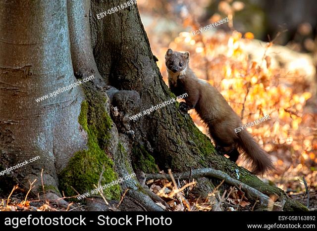 Pine marten, martes martes, climbing on tree in sunny autumn nature. Fluffy mammal looking to the camera in forest in fall