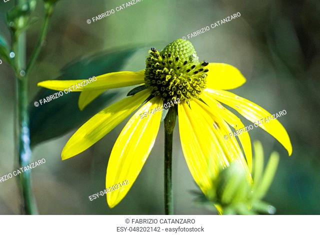 a yellow composite flower of cutleaf coneflower (Rudbeckia laciniata), a herbaceous plant of the aster family