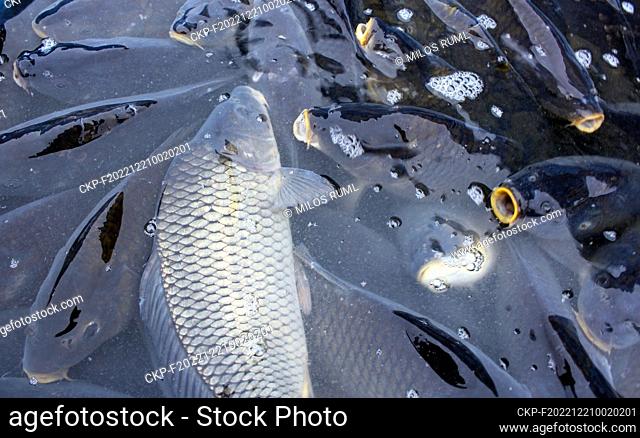 Vendor sells christmas carps from tub in city center of Prague, Czech Republic, December 21, 2022. Carp is a traditional part of a Christmas Eve dinner in Czech...