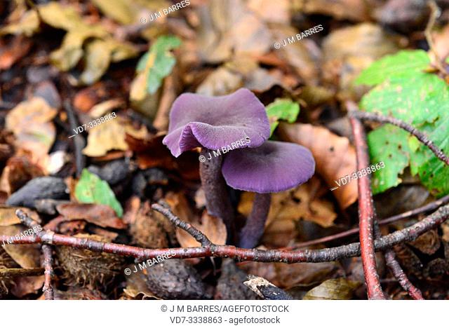 Ametist deceiver (Laccaria amathystina) is an edible mushroom. This photo was taken in Montseny Biosphere Reserve, Barcelona province, Catalonia, Spain