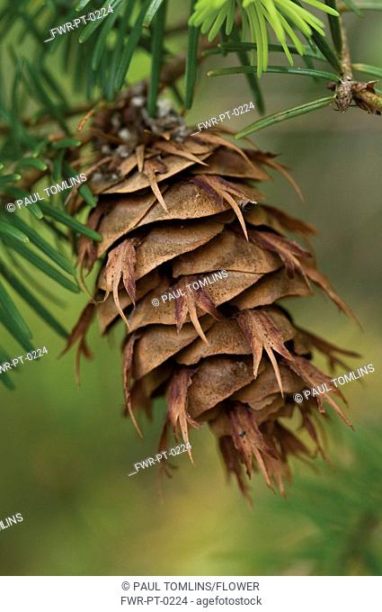 Pinus, Abies, Picea, Pine, Fir, Spruce