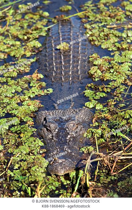 Saltwater Crocodile Crocodylus porosus at Yellow Water Billabong  Kakadu National Park, Northern Territory, Australia