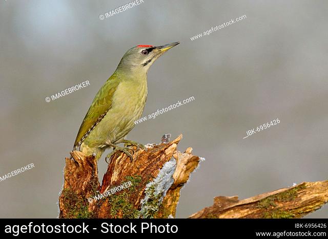 Grey-headed woodpecker (Picus canus), male sitting on a tree root, North Rhine-Westphalia, Germany, Europe