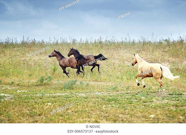 Three horses running in the steppe. Kazakhstan. Middle Asia. Natural light and colors