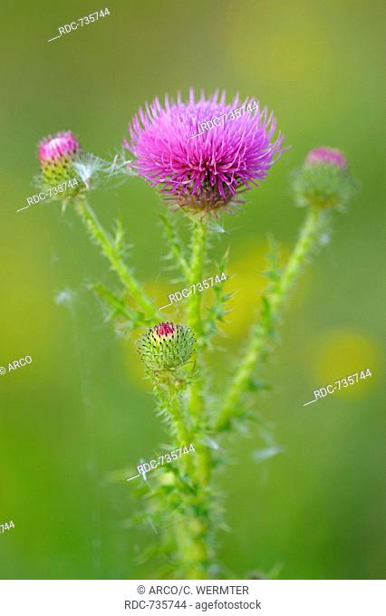 Spiny plumeless Thistle, Oberhausen, Germany / (Carduus acanthoides)