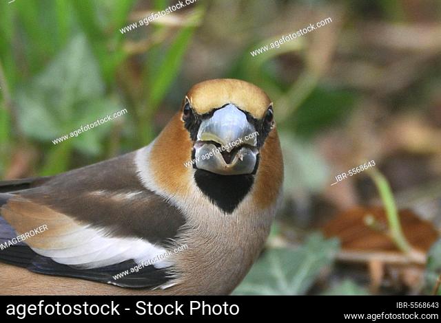 Hawfinch (Coccothraustes coccothraustes) adult male, seed eater, close-up of head, Arundel, West Sussex, England, United Kingdom, Europe