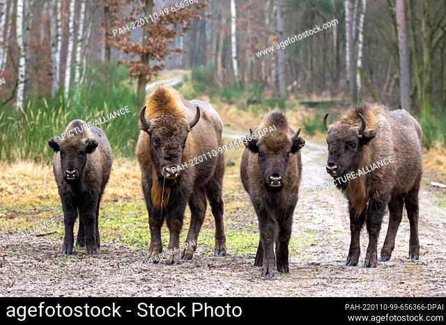 07 January 2022, Brandenburg, Dallgow-Döberitz: Bison standing with calves on a path in the Döberitzer Heide. For over 10 years