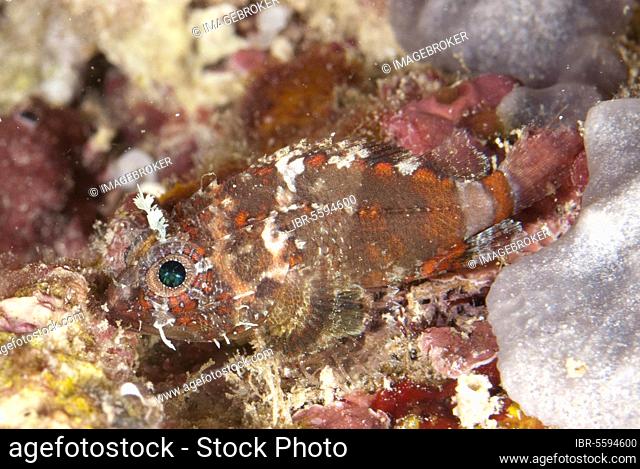 Adult Barchin scorpionfish (Sebastapistes strongia), camouflaged on the reef at night, Fiabacet Island, Raja Ampat Islands (Four Kings), West Papua, New Guinea