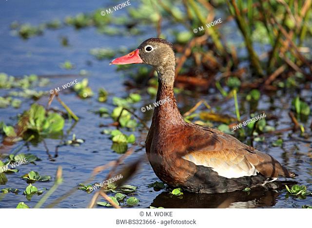 red-billed whistling duck (Dendrocygna autumnalis), standing in shallow water, USA, Florida, Wakodahatchee Wetlands