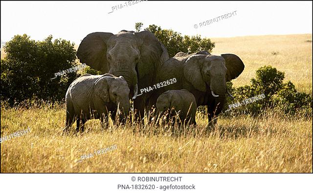 Group of elephants on the Serengeti plains of Masai Mara Game Reserve Park, Kenya