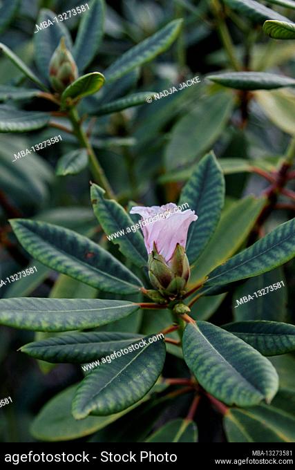 Rhododendron, blossom, detail