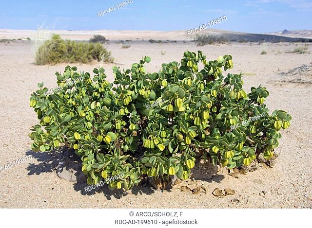 Dollar Plant, Namibia, Zygophyllum stapfii