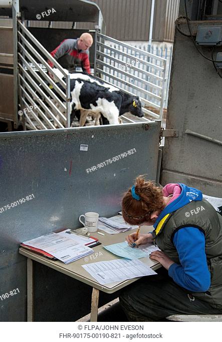 Woman filling in cattle passports at livestock market, with calves being unloaded from trailer in background, Brockholes Auction Mart, Preston, Lancashire