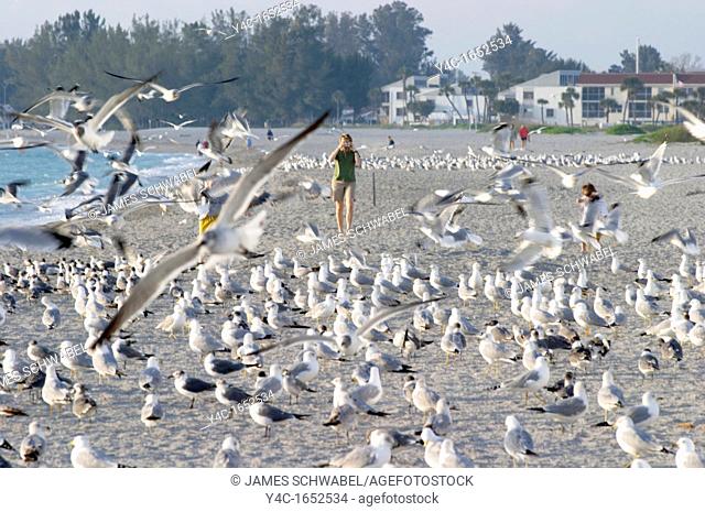 PERSON WALKING AMOUNG BIRDS ON THE GULF COAST BEACH AT VENICE FLORIDA