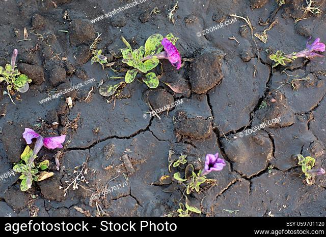 Pattern of cracked and dried soil and flowers after watering