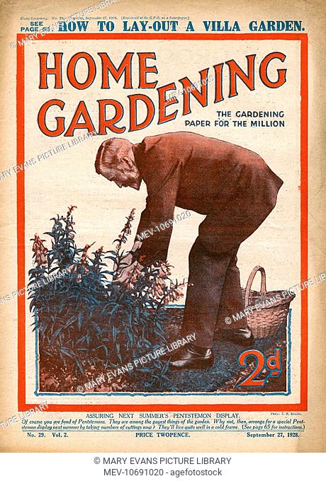 Front cover of Home Gardening magazine featuring a gentleman gardener (wearing a suit for tending to the borders) assuring next summer's pentstemon display