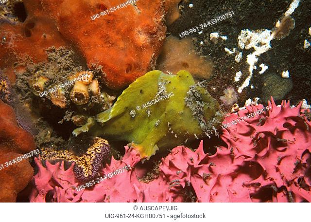 Smooth anglerfish (Phyllophryne scortea), yellow phase, amongst sponges lurking in wait for prey. Edithburgh, Yorke Peninsula, South Australia