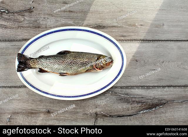 Tabletop view, raw trout fish on a white oval plate with blue rim, sun shining from side to gray wood boards desk under