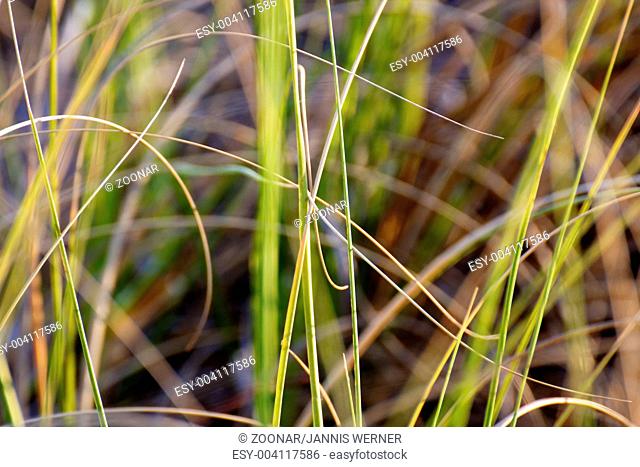 Closeup of a Tangle of Grass Stalks