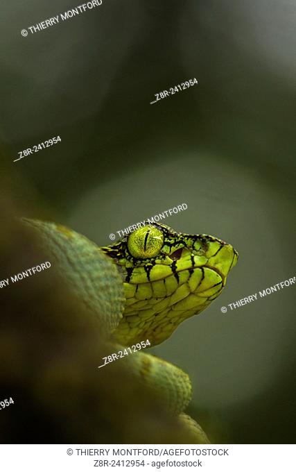 Bothriopsis bilineata. New born Green jararaca. Tree Viperid. Venomous Snake (solenoglyph) mostly nocturnal. Behaviour varies according to the specimen