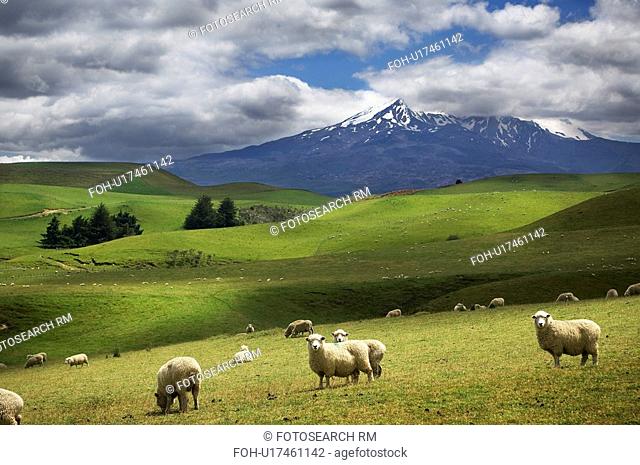 sheep in field new zealand pastoral grazing
