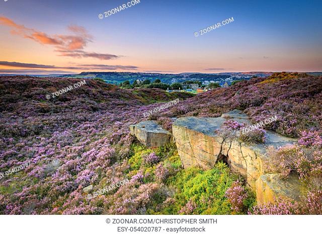 Norland, Halifax, West Yorkshire, UK 6th September, 2015. UK Weather Heather in flower on a beautiful day at sunset