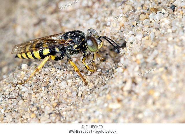 Sand wasp (Bembix oculata), at its den in the sand