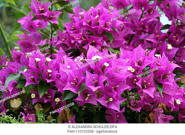 03.09.2018, Italy, Taormina: Bougainvillea blooming in the Giardino Pubblico in Taormina. The approximately three-acre site belonged to members of the small...