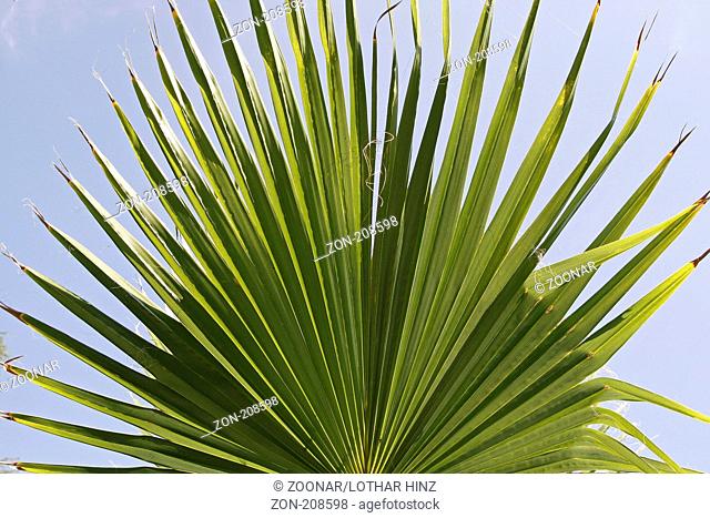 Washingtonia filifera, Washington-Palme